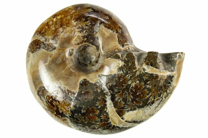 Polished Ammonite (Eotetragonites?) Fossil - Madagascar #327767